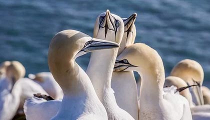 开云体育app-kaiyun：云端之上的品牌重生