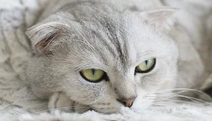 开云体育平台app-乐鱼官方网址——畅享极致娱乐体验的首选平台