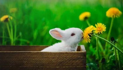 开云体育app-kaiyun：云端之上的品牌重生